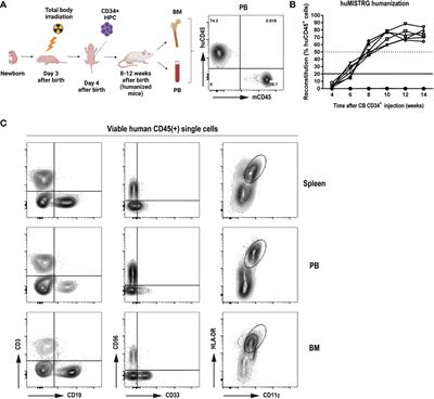 Humanized MISTRG as a preclinical in vivo model to study human neutrophil-mediated immune processes
